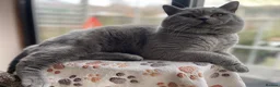 Mixed Breed cats for sale: Gorgeous black kittens ready next week - Advert 14