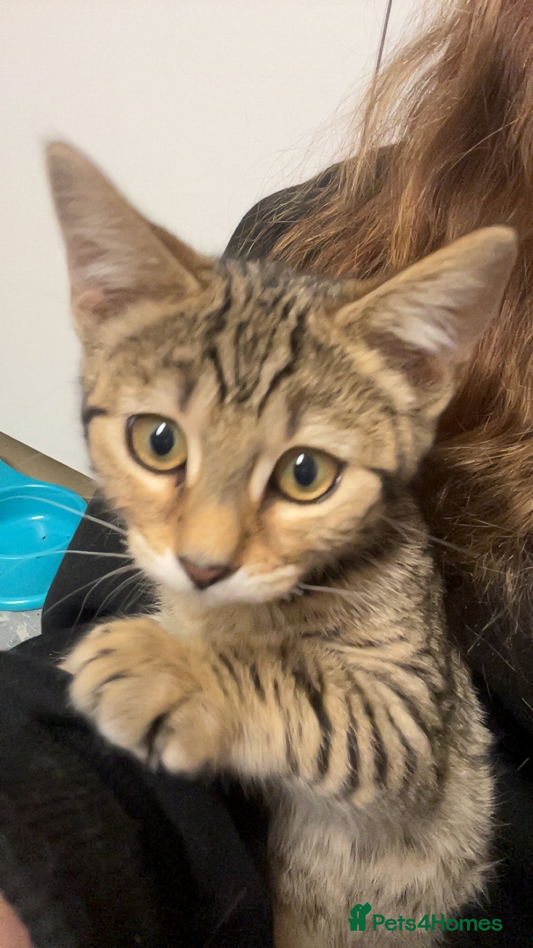 Mixed Breed cats for sale: Bengal x Bombay - kitten  - Image 8