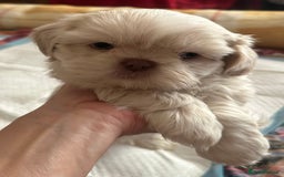 Shih Tzu dogs for sale: Lavender White Imperial Shih Tzu Puppies - Image 33