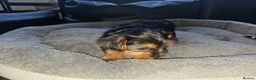 Yorkshire Terrier dogs for sale: 🐶 💖Pedigree Yorkshire Terrier Puppies💖 🐶 - Advert 31