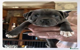 Staffordshire Bull Terrier dogs for sale: Blue Staffordshire Bull Terrier puppies - Image 10