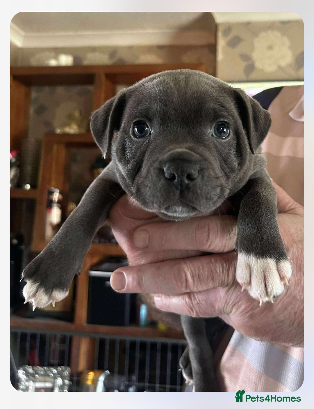 Staffordshire Bull Terrier dogs for sale: Blue Staffordshire Bull Terrier puppies - Image 10