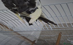 Cockatiels birds for sale: Cockatiel. - Image 4