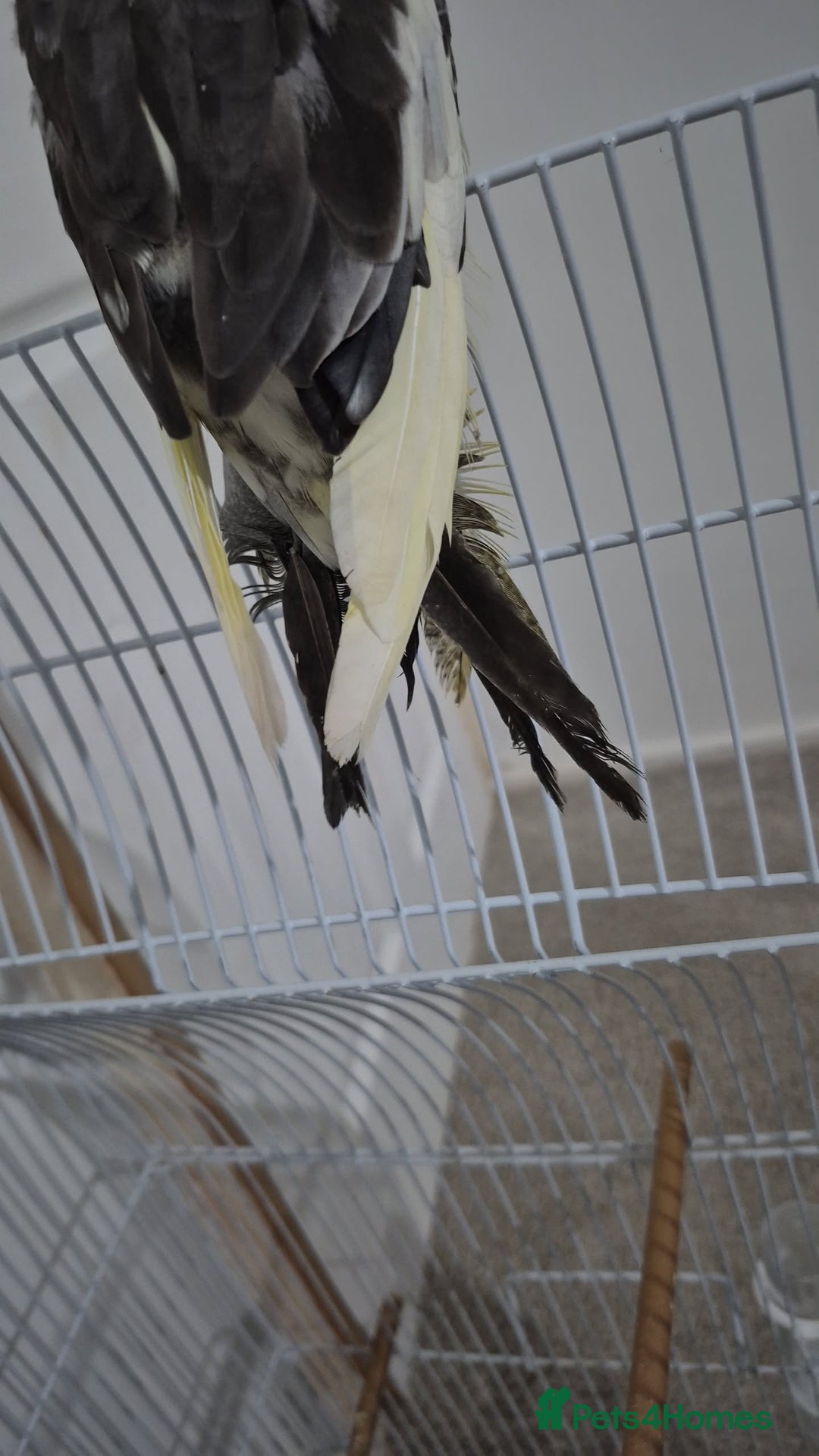Cockatiels birds for sale: Cockatiel. - Image 4