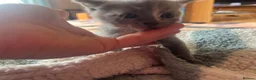 British Shorthair cats for sale: Rare Grey/ginger tortoiseshell kittens - Advert 8
