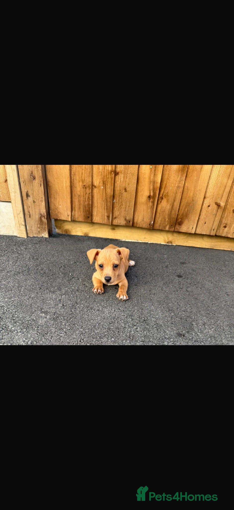 Jack Russell dogs Beutiful Jack Russel puppy’s  - Advert 1