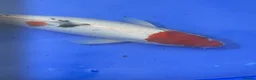 Koi Carp fish for sale: Large Koi Carp 10-12 & 12-14 Inch Stunning Koi - Advert 8