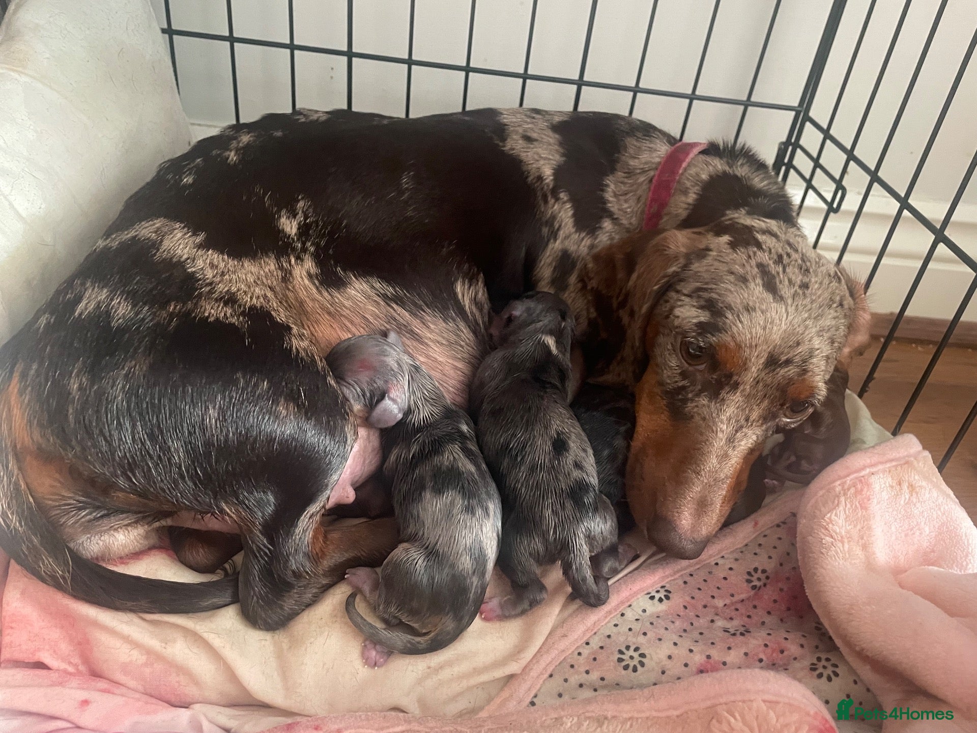 Miniature Dachshund dogs for sale: Beautiful Purebred Miniature Dachshund Puppies 🐾 - Advert 1