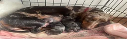 Miniature Dachshund dogs for sale: Beautiful Purebred Miniature Dachshund Puppies 🐾 - Advert 2
