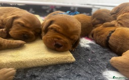 Labrador Retriever dogs for sale: Stunning Super Dark Red Labs from KC&health tested - Advert 2