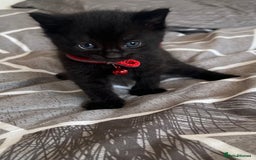 Mixed Breed cats for sale: Mixed breed adorable kittens in Waltham Cross - Image 31