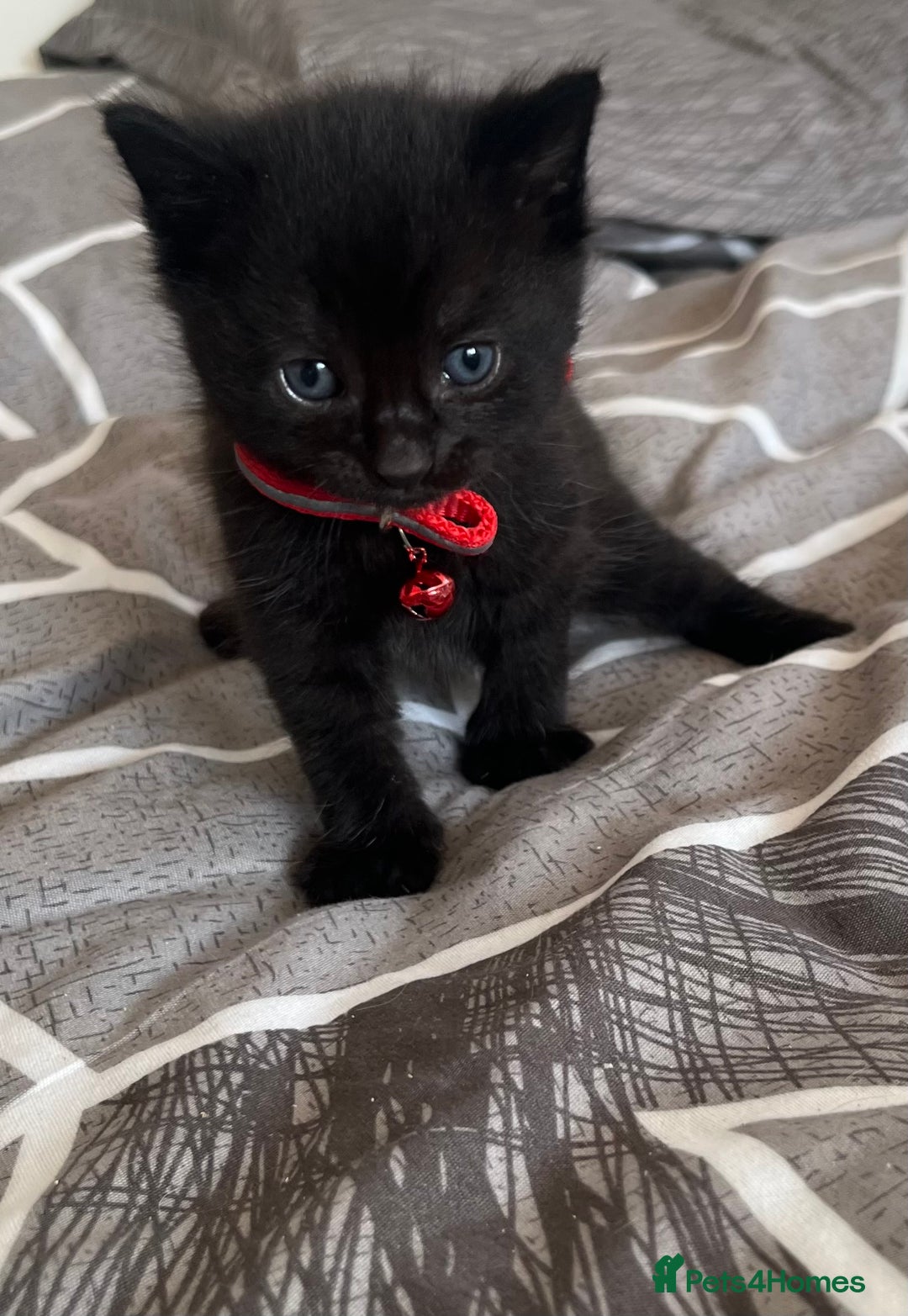 Mixed Breed cats for sale: Mixed breed adorable kittens in Waltham Cross - Image 31