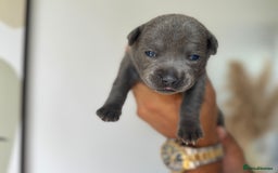 Staffordshire Bull Terrier dogs for sale: 😍😍 BEAUTIFUL & CHUNKY BLUES💙 - Image 10