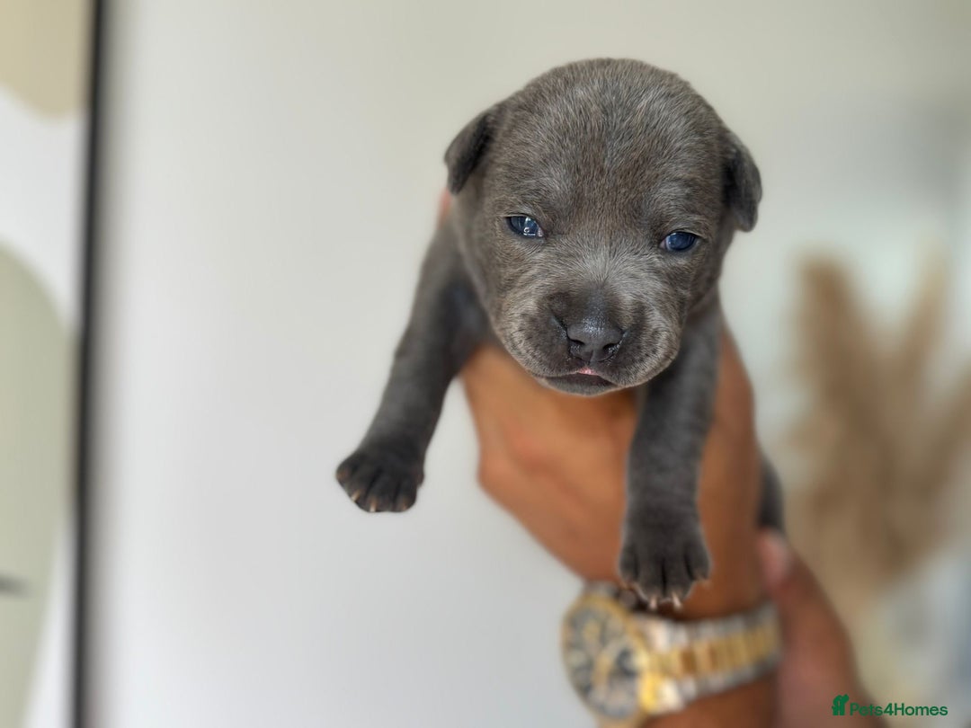 Staffordshire Bull Terrier dogs for sale: 😍😍 BEAUTIFUL & CHUNKY BLUES💙 - Image 10