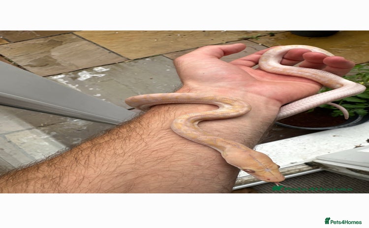 Python Snake reptiles - Advert 16