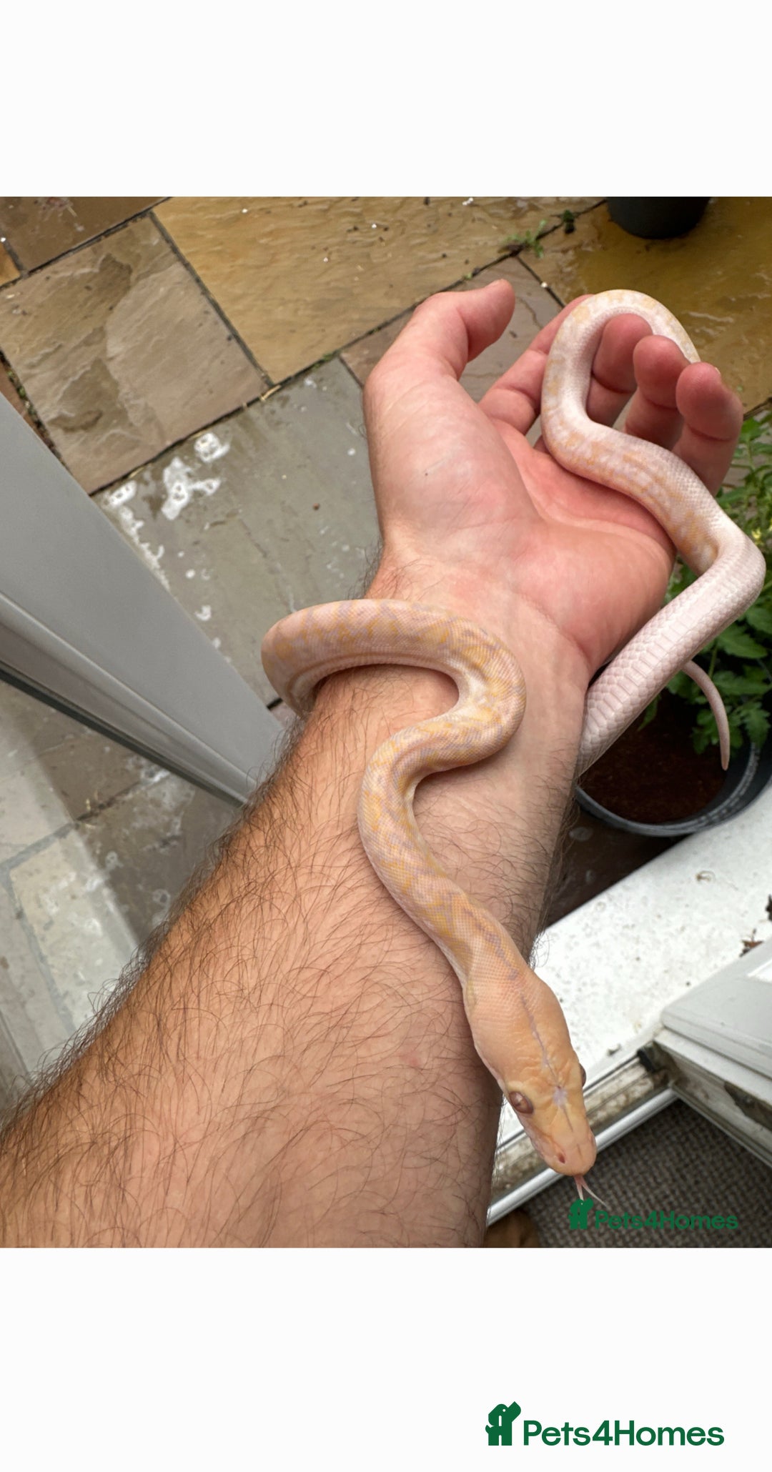 Python Snake reptiles for sale: 81.25% Lavender Snow Superdwarf - Image 1