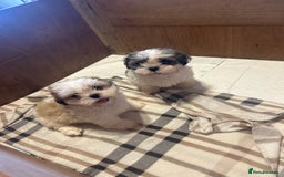 Shih Tzu dogs for sale: 2 beautiful Shih Tzu puppies for sale  - Image 2