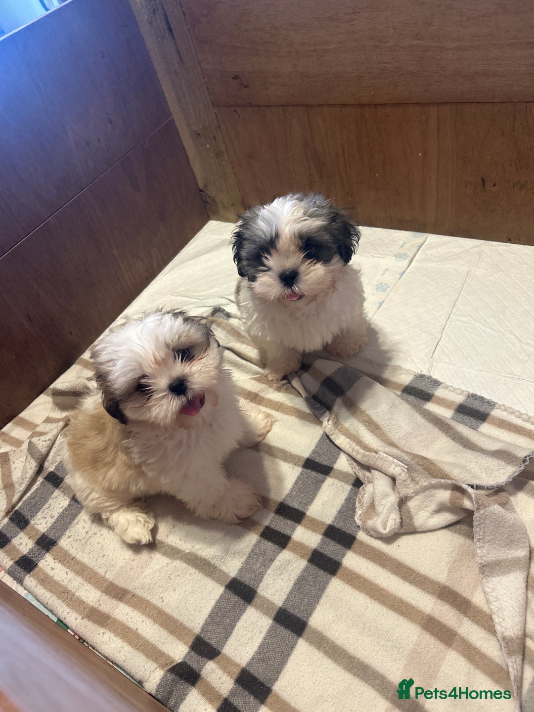 Shih Tzu dogs for sale: 2 beautiful Shih Tzu puppies for sale  - Image 2