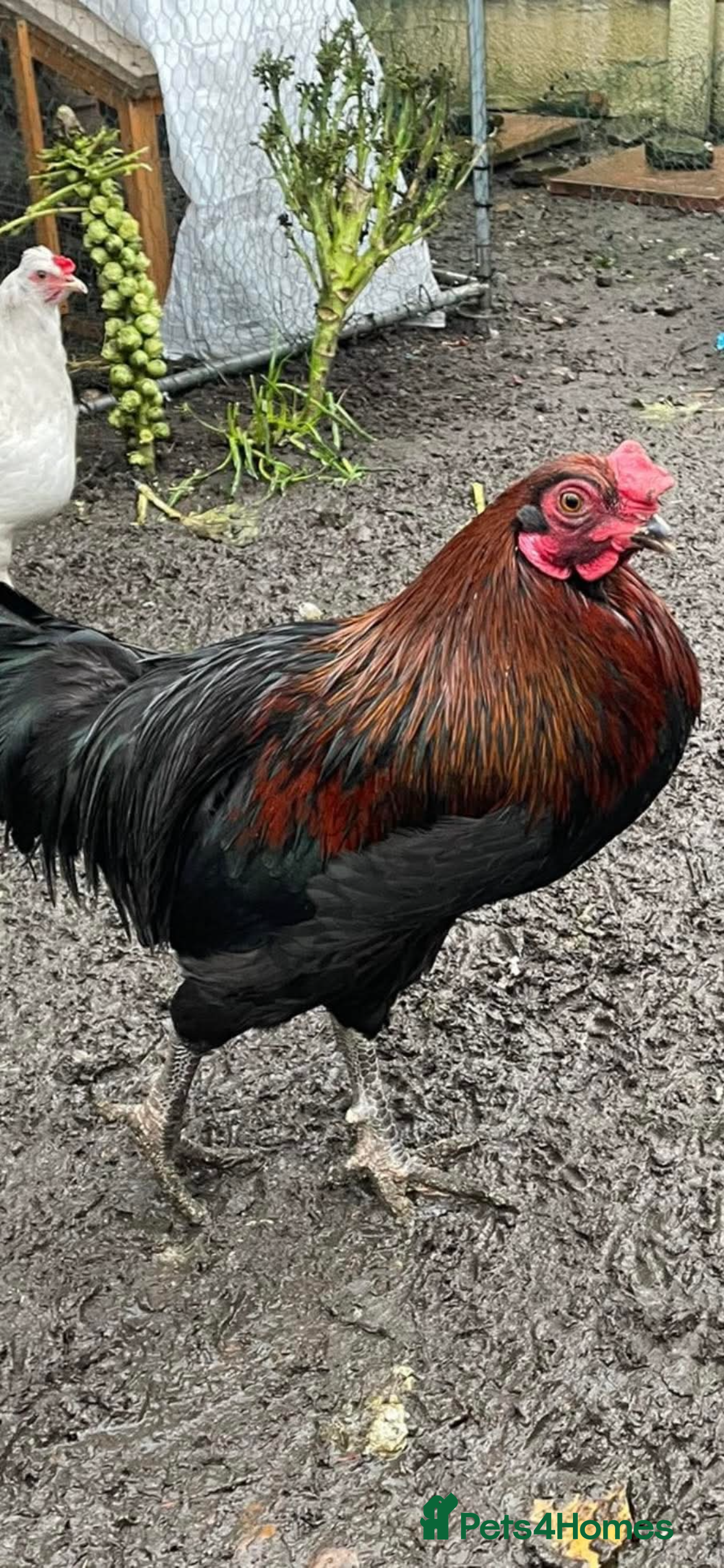 Chickens poultry Rehoming our boy in Rotherham - Advert 1