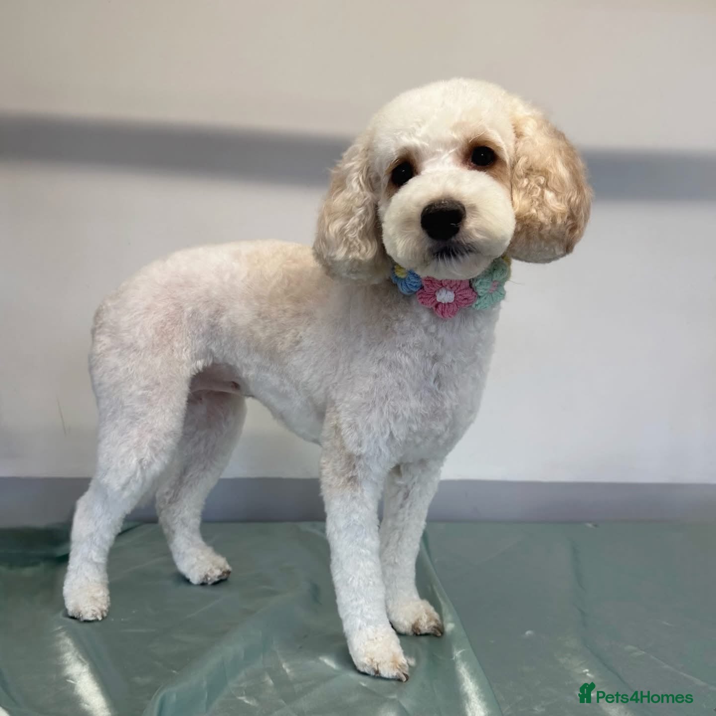 Cockapoo dogs F1B Cockapoo Puppies  - Advert 2