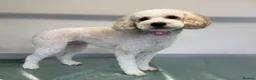 Cockapoo dogs for sale: F1B Cockapoo Puppies  - Advert 1