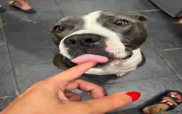 Mixed Breed dogs for sale: Mixed breed staffy for sale  - Image 3
