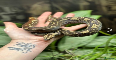 Boa Snake reptiles - Advert 5