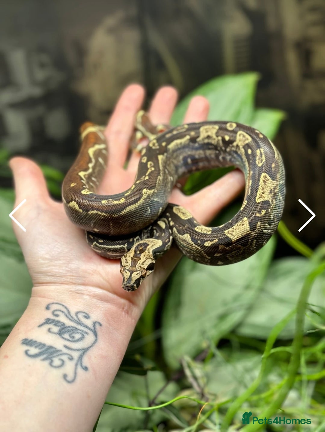 Boa Snake reptiles for sale: Absolutely gorgeous boa - Paradigm Jungle  - Image 2