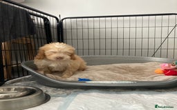 Cockapoo dogs for sale: STUNNING F1 COCKAPOO PUPPIES  - Image 18