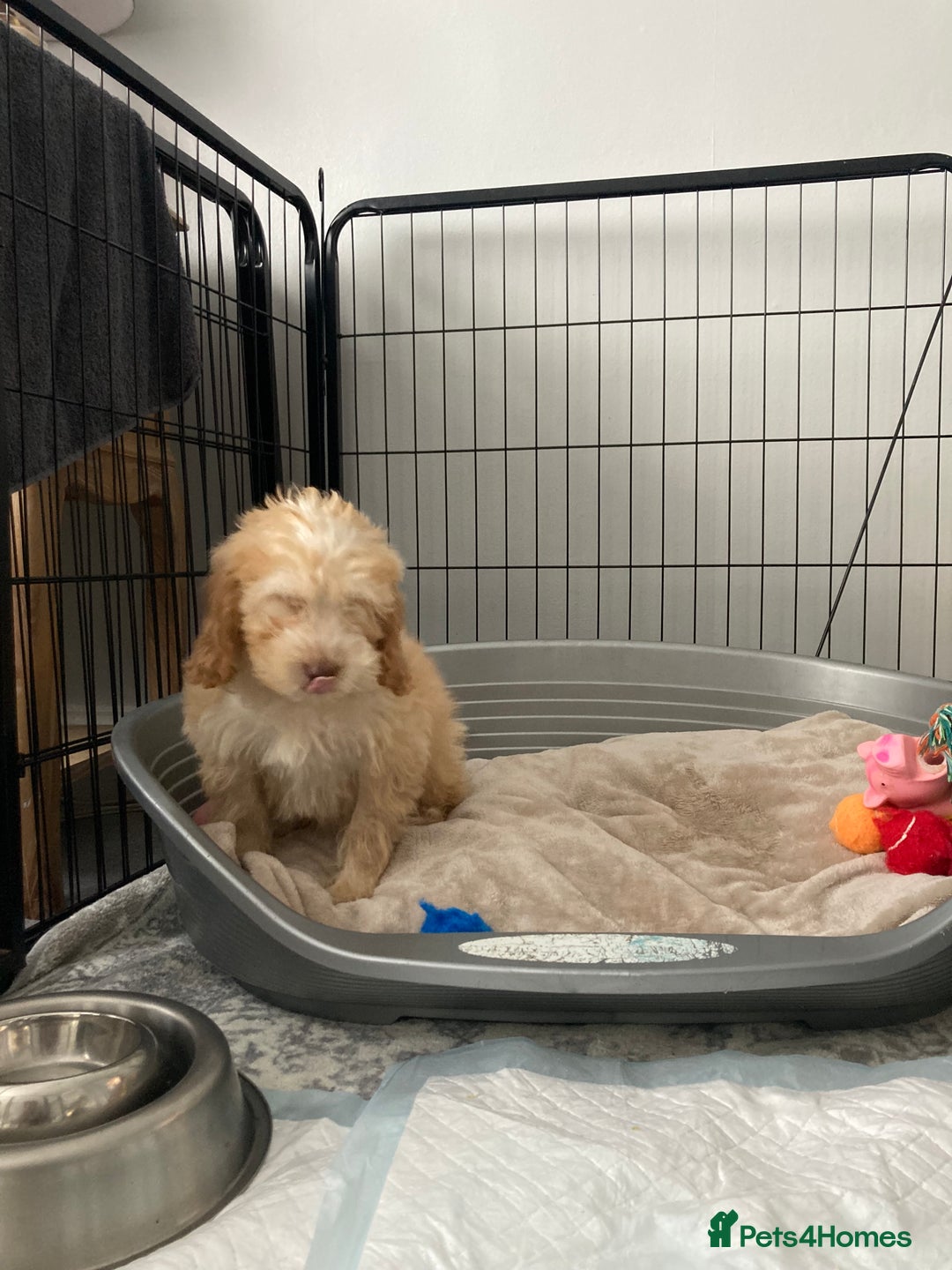 Cockapoo dogs for sale: STUNNING F1 COCKAPOO PUPPIES  - Image 18