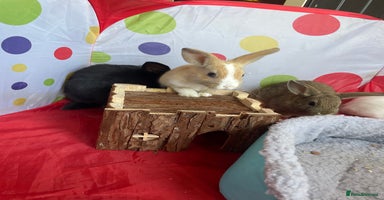 French Lop rabbits - Advert 2