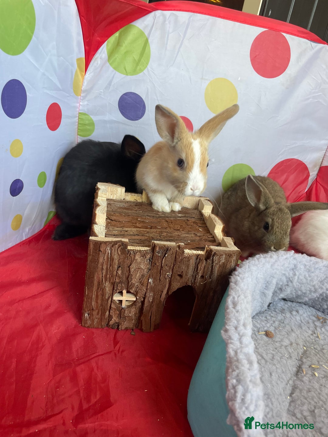 French Lop rabbits for sale: French lop mixed baby rabbits ready to go - Image 3