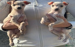 Italian Greyhound dogs for stud: MR MILO AT STUD ( HEALTH TESTED ) in Batley - Image 9