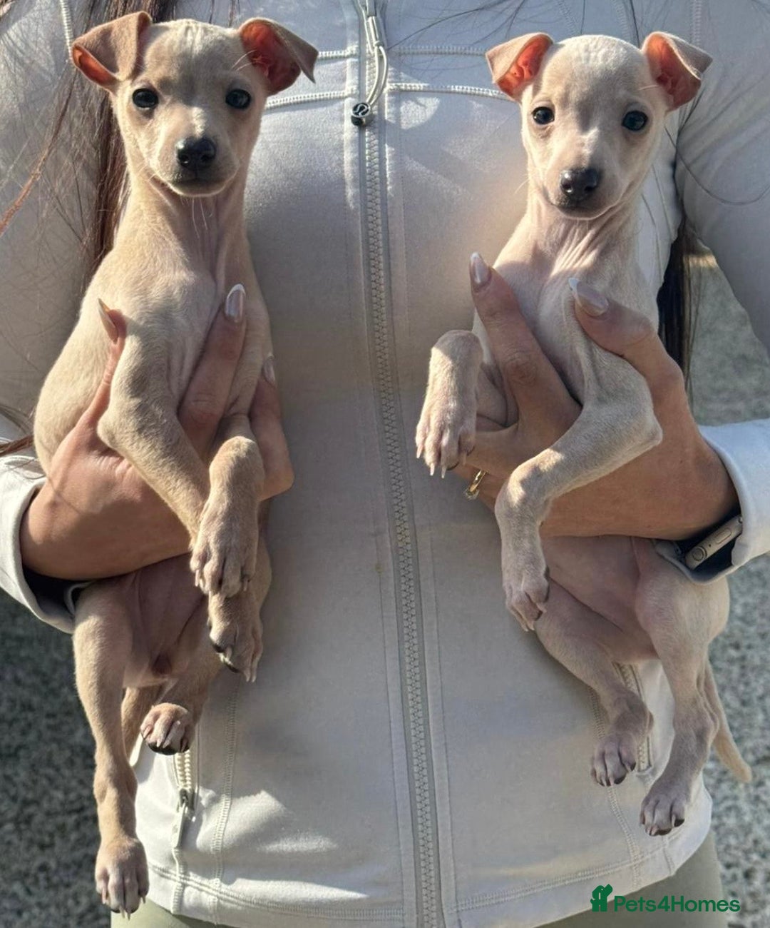Italian Greyhound dogs for stud: MR MILO AT STUD ( HEALTH TESTED ) in Batley - Image 9