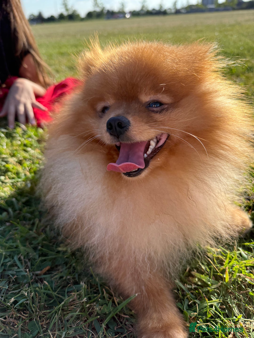 Pomeranian dogs for stud: Gorgeous Friendly Pomeranian for stud 🐶💖 - Image 4