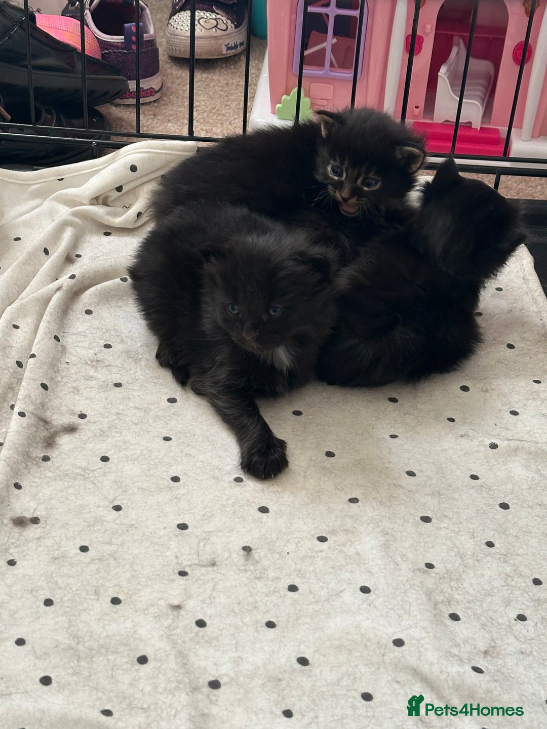 Maine Coon cats for sale: Three quarter maine coon kittens  - Advert 2