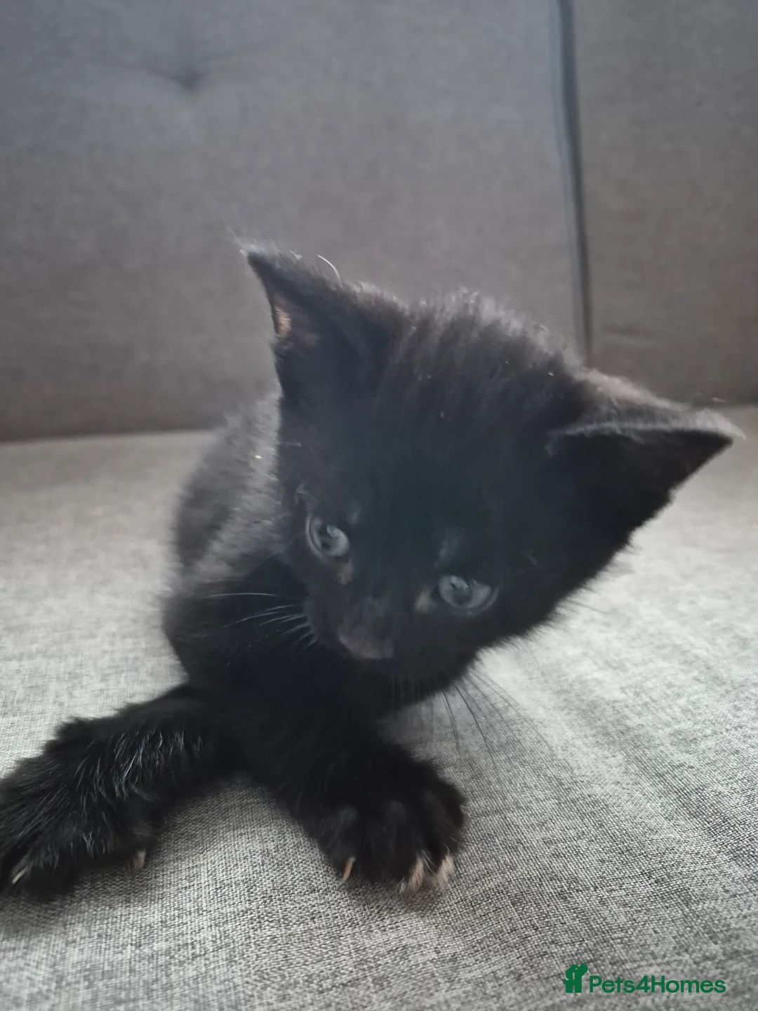 Mixed Breed cats for sale: Kittens  - Advert 15