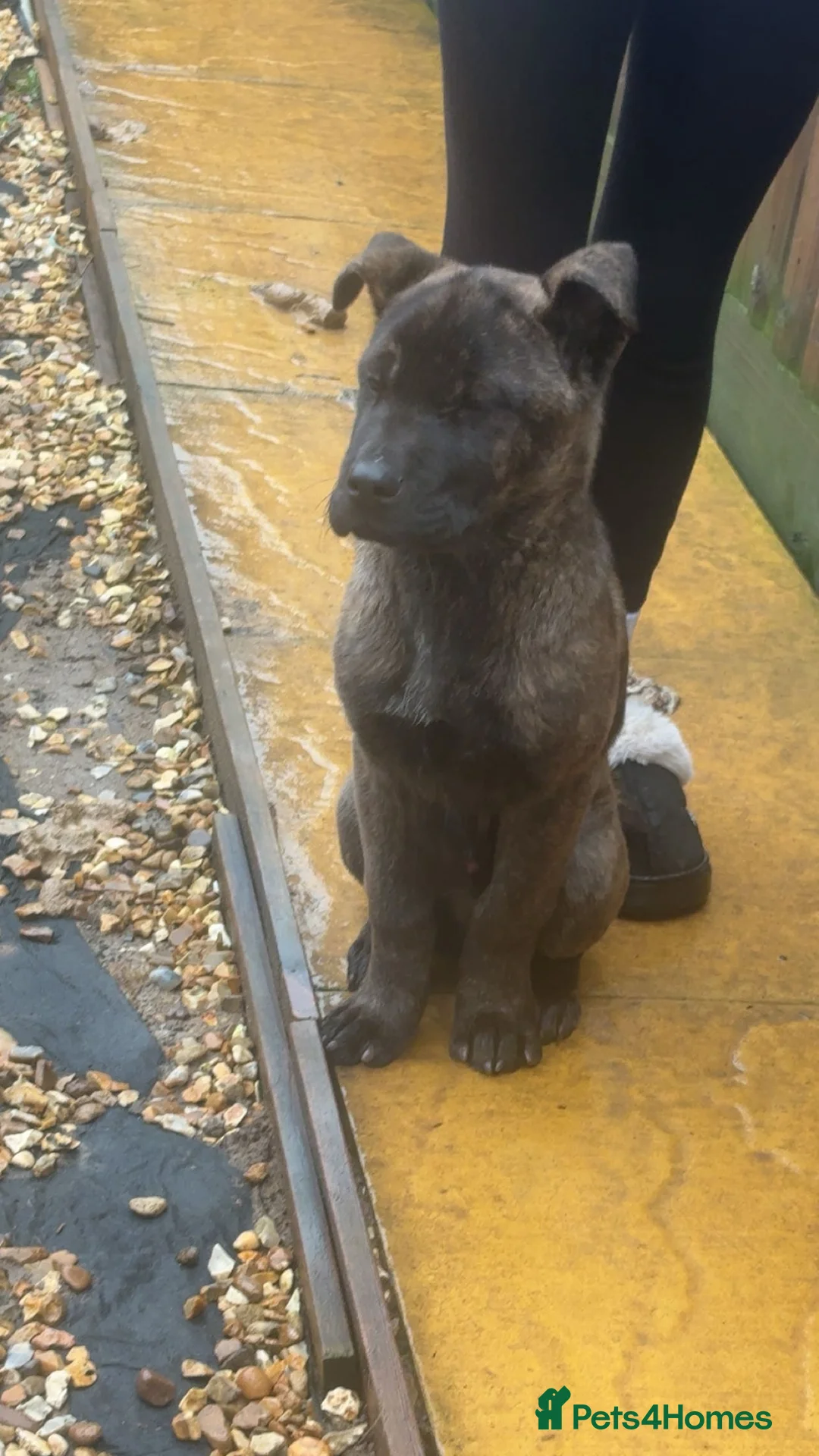 Mixed Breed dogs for sale: Rambo  - Advert 3