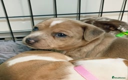 Jack Russell dogs for sale: Lilac Merle jack russell boy - Image 5