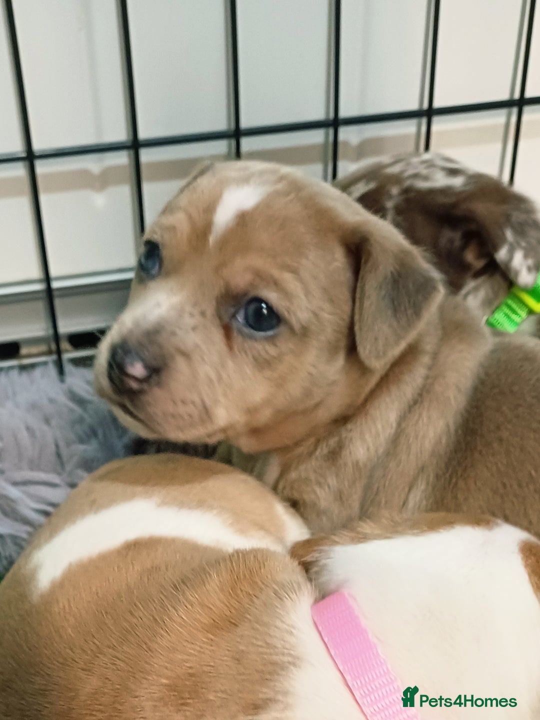 Jack Russell dogs for sale: Lilac Merle jack russell boy - Image 5