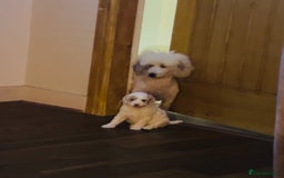 Toy Poodle dogs for sale: Beautiful phanotom toy poodle boys  - Advert 7