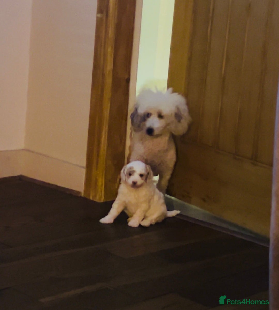Toy Poodle dogs for sale: Beautiful phanotom toy poodle boys  - Advert 7
