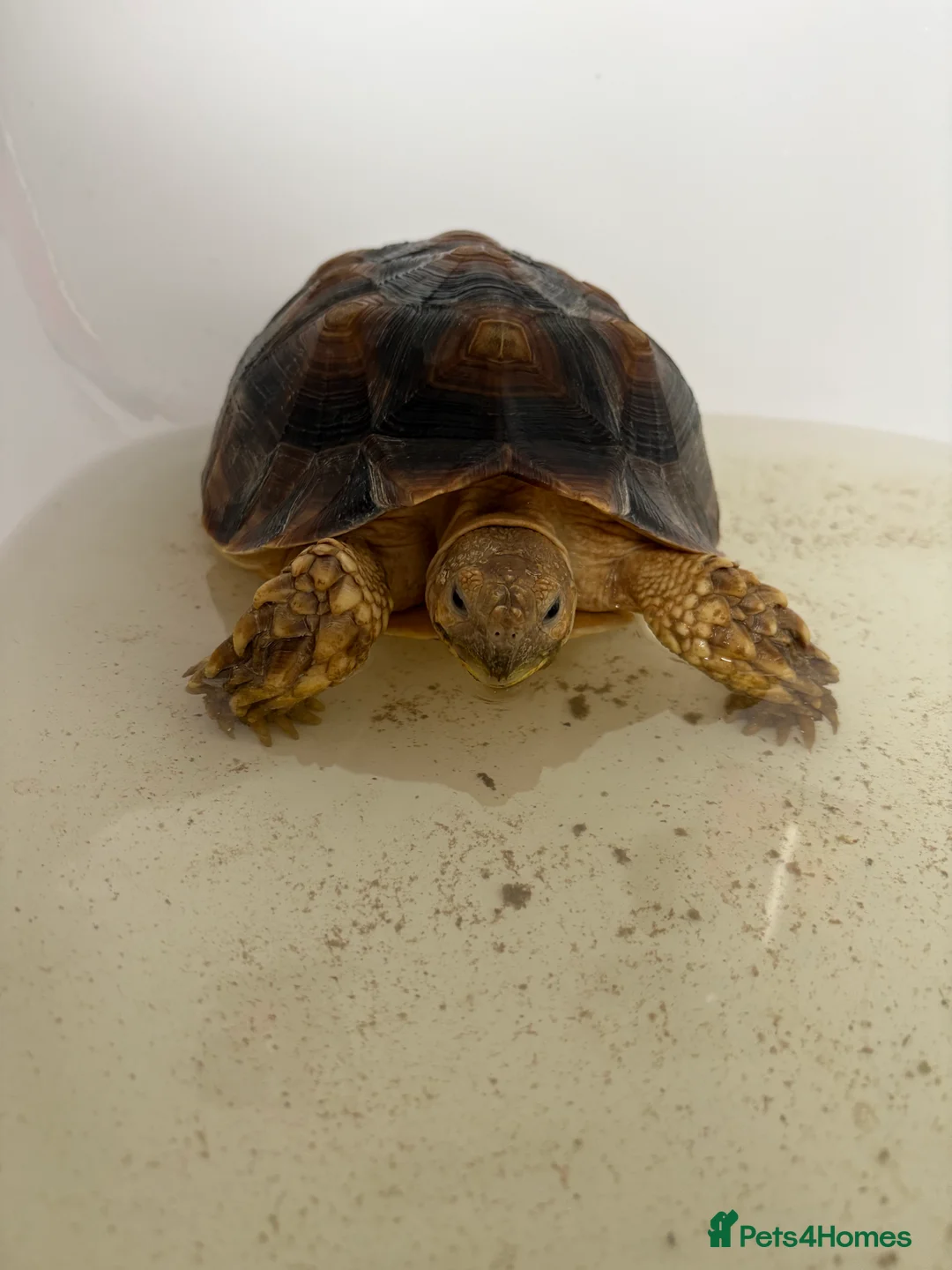 Tortoise reptiles for sale: 3 year old Sulcuta tortoise  - Advert 10