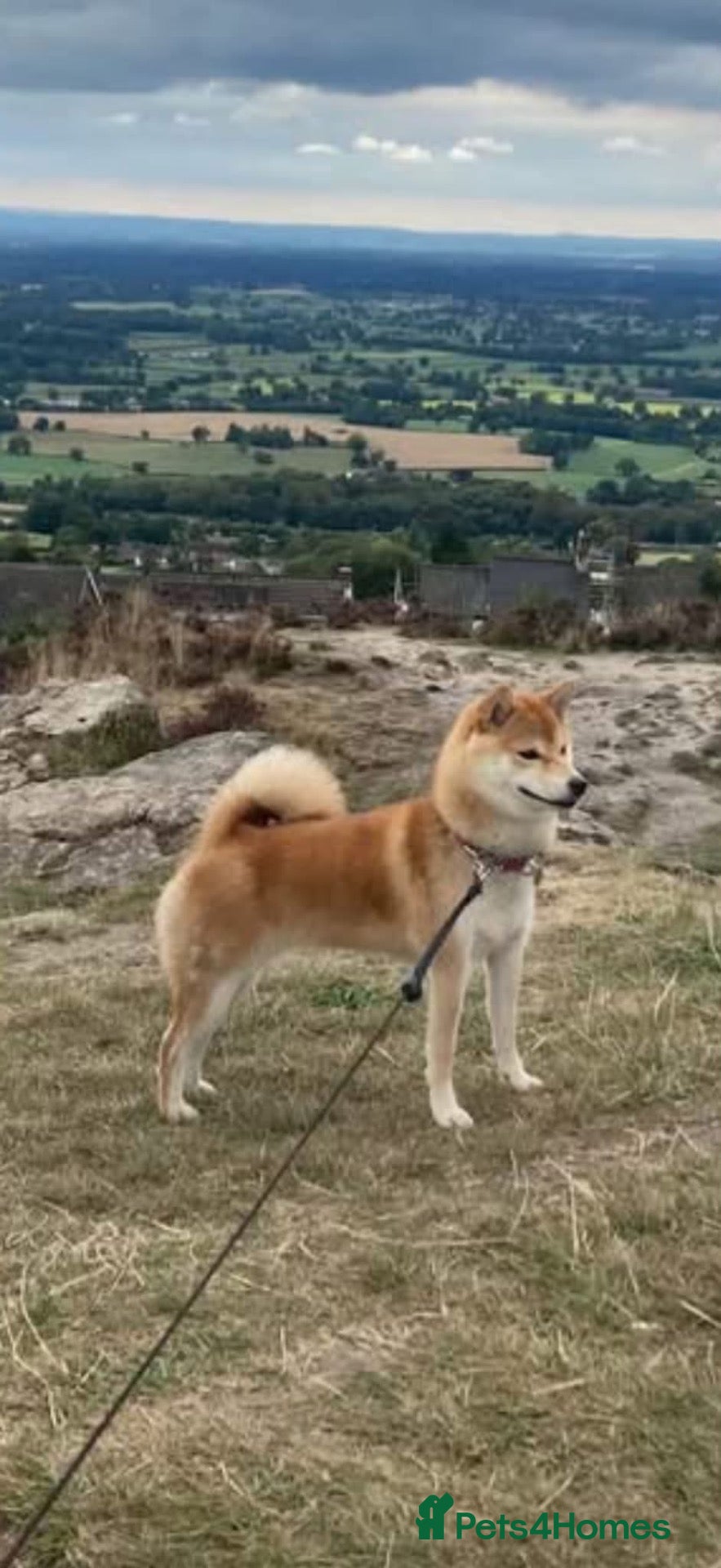 Japanese Shiba Inu dogs Female in season! Gauging interest in pups - Advert 1