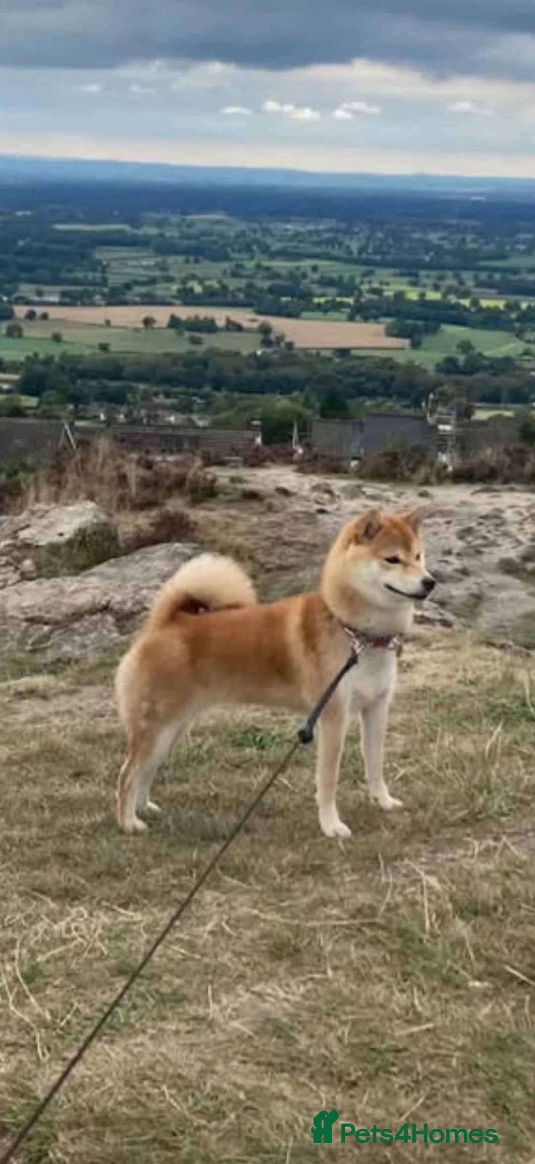 Japanese Shiba Inu dogs for sale: Female in season! Gauging interest in pups in Manchester - Advert 1