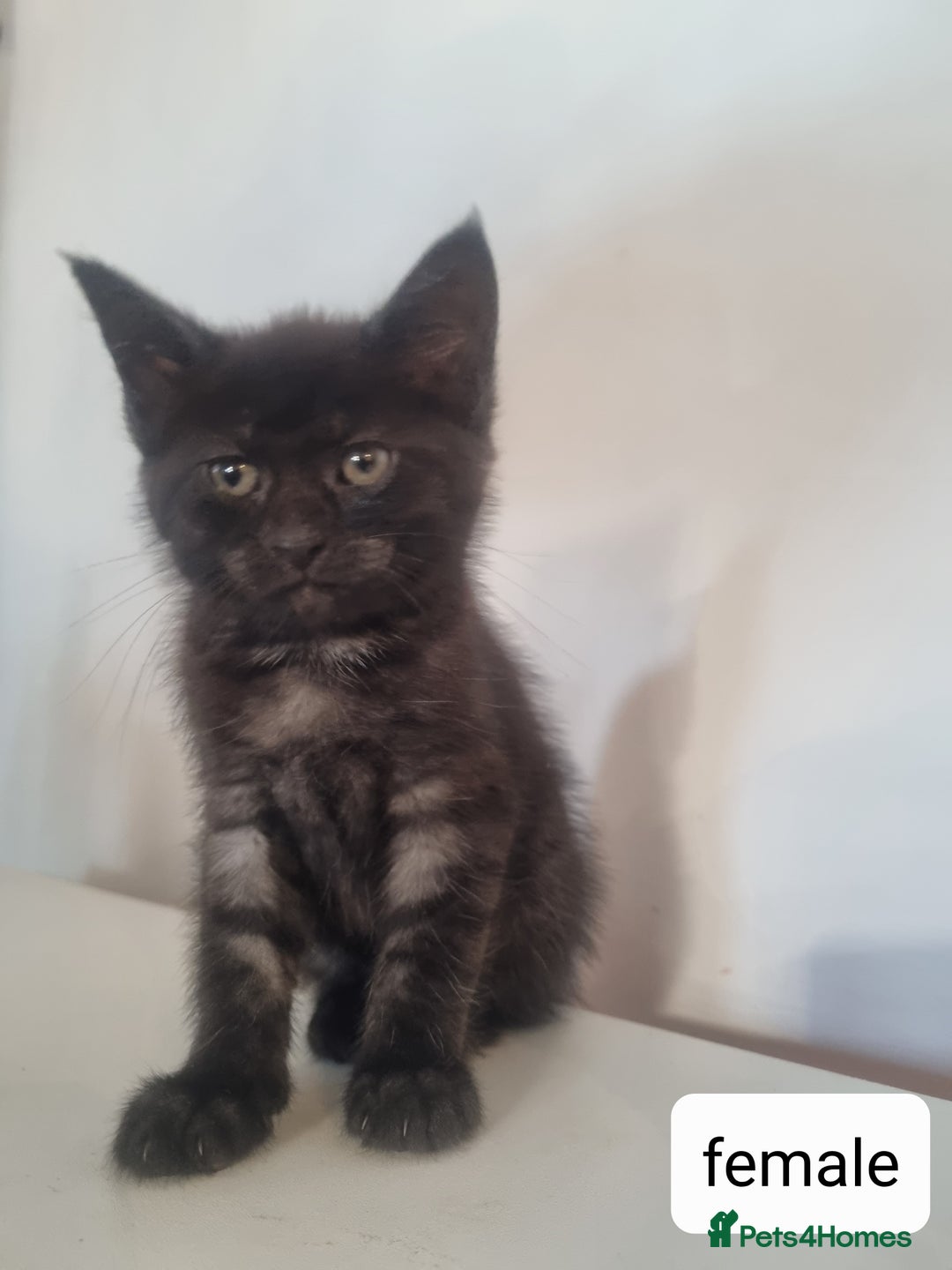 Maine Coon cats for sale: 4 adorable 😍 Mainecoon girls - Advert 14