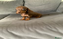 Dachshund dogs for sale: Adorable Dachshunds - Image 12