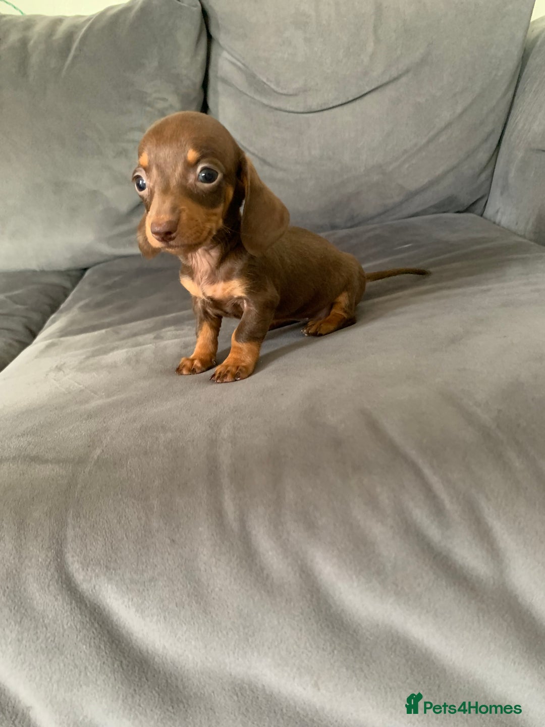 Dachshund dogs for sale: Adorable Dachshunds - Image 12