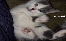 Siamese cats for sale: Bi colour blue and white kittens - Image 12