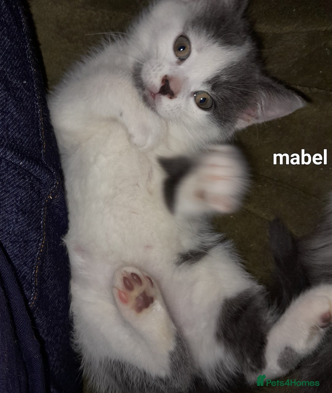 Siamese cats for sale: Bi colour blue and white kittens - Image 12